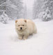 Chiot chow chow