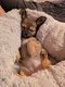 Chiot femelle chihuahua pure race de 3 mois(...