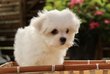 Bichons maltais nains