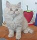 British shorthair et longhair