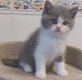 British shorthair et longhair