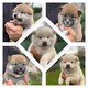 Magnifiques chiots shiba Inu à réserver