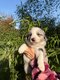 Border collie  péd St Hubert élevés en famille...