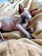 Magnifique bébé Sphynx