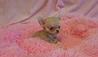 Splendide mini mâle chiot chihuahua