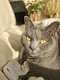 Chartreux femelle