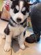 Superbes chiots husky