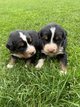 Chiots Bouvier bernois