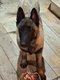 Chiots.malinois