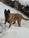 Chiots.malinois