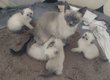 4 chatons siamois blue-point