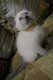 4 chatons siamois blue-point