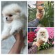 Chiots minis Pomerians