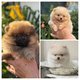 Chiots minis Pomerians
