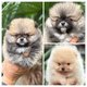 Chiots minis Pomerians
