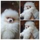 Chiots minis Pomerians