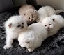 Chatons british shorthair
