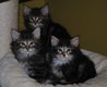 Chatons Norvégiens .