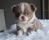 Magnifiques chiots chihuahua bien typés