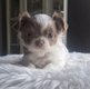 Magnifique chiots chihuahua