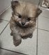 Magnifique spitz nain vendre disponible pour...