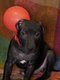 Chiot mâle American Pit Bull Terrier