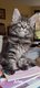 Magnifiques chatons Maine Coon