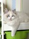 Adorables chatons Ragdoll avec pedigree