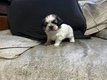 Adorable chiot Shih-Tzu mâle