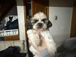 Adorable chiot Shih-Tzu mâle