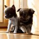 Chiot chihuahua