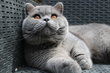 Mâle British shorthair bleu, porteur cinnamon et...