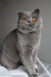 Mâle British shorthair bleu, porteur cinnamon et...