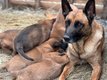 Berger Belge Malinois à vendre