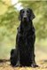 Chiots flatcoated retriever, lignée...