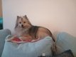 Femelle Spitz moyen [cherche] mâle pour saillie