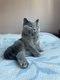 Saillie British Shorthair