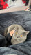 Saillie British Shorthair