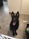 Berger allemand femelle 2ans