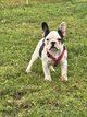 Chiot bouledogue français
