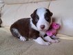 Chiots Border Collie