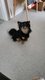 Chien loulou de pomeranie et chihuahua à donner