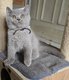 Superbes chatons pur British