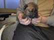 Magnifiques Chiots Bouledogues français mâles
