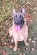 Jeune malinois