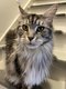 Femelle Maine Coon adulte