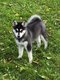 Chiots pomsky F3