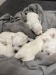 Adorable chiot bichon maltais