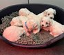 Adorable chiot bichon maltais