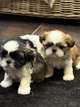 Shih Tzu chiots